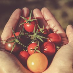 Save Food with smart packaging